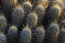 Nichol's hedgehog cactus (Echinocereus nicholii) South Mountain Park, Phoenix, Arizona, USA, March