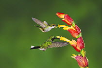 Booted Racket-tail hummingbird (Ocreatus underwoodii) and Purple-bibbed Whitetip (Urosticte benjamini), adults feeding from Ginger flower, Mindo, Ecuador, Andes, South America, February
