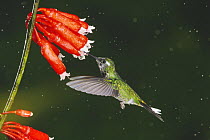 Purple-bibbed Whitetip (Urosticte benjamini) young male feeding from flower, Mindo, Ecuador, Andes, South America, January