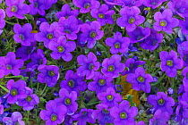 Purple Mat (Nama demissum) blooming, Joshua Tree National Park, California, USA, March