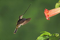 Sword-billed Hummingbird (Ensifera ensifera) female feeding from Datura flower, Papallacta, Ecuador, Andes, South America, January