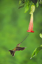 Sword-billed Hummingbird (Ensifera ensifera) female feeding from Datura flower, Papallacta, Ecuador, Andes, South America, January