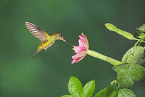 Sword-billed Hummingbird (Ensifera ensifera) female feeding from Passion flower (Passiflora mixta) Papallacta, Ecuador, Andes, South America, January