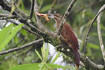 Strong-billed Woodcreeper (Xiphocolaptes promeropirhynchus) adult with moth prey, Mindo, Ecuador, Andes, South America, January