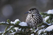 Spotted Nutcracker (Nucifraga caryocatactes) adult perched on spruce tree with feathers fluffed up for warmth, minus 15 Celsius, Davos, Switzerland, December