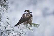 Spotted Nutcracker (Nucifraga caryocatactes) adult perched on Stone pine tree, minus 15 Celsius, Davos, Switzerland, December