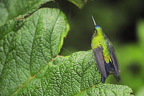 Sapphire-Vented Puffleg (Eriocnemis luciani) adult perched, Quito, Ecuador, Andes, South America, January