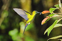 Sapphire-Vented Puffleg (Eriocnemis luciani) adult feeding from flower, Quito, Ecuador, Andes, South America, January