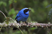 Turquoise Jay (Cyanolyca turcosa) adult perched, Papallacta, Ecuador, Andes, South America, January