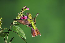 Tyrian Metaltail hummingbird (Metallura tyrianthina) adult feeding on sage flower, Papallacta, Ecuador, Andes, South America, January