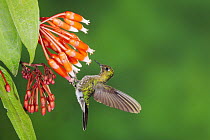 Tyrian Metaltail (Metallura tyrianthina), adult feeding on flower, Papallacta, Ecuador, Andes, South America, January