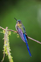 Violet-tailed Sylph (Aglaiocercus coelestis), male perched, Mindo, Ecuador, Andes, South America, January