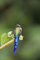 Violet-tailed Sylph (Aglaiocercus coelestis), male perched, Mindo, Ecuador, Andes, South America, January