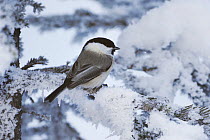 Willow Tit (Poecile montanus) adult perched on frost covered Norway Spruce at minus 15 Celsius, St. Moritz, Switzerland, December