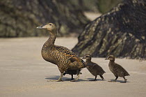 Eider duck (Somateria mollissima) female with chicks, Helgoland, Germany