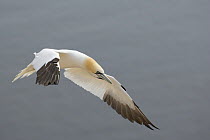 Northern gannet (Morus bassanus) flying,   Helgoland, Germany
