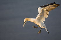 Northern gannet (Morus bassanus) hovering,   Helgoland, Germany