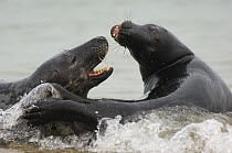 Grey seals (Halichoerus grypus) play-fighting,  Helgoland, Germany