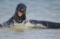 Grey seal (Halichoerus grypus) play-fighting,  Helgoland, Germany