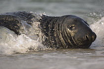 Grey seal (Halichoerus grypus) lying on shore,  Helgoland, Germany