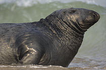 Grey seal (Halichoerus grypus) lying on the shore,  Helgoland, Germany
