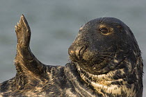 Grey seal (Halichoerus grypus) holding fin up,  Helgoland, Germany