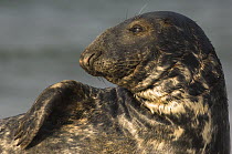 Grey seal (Halichoerus grypus) lying down,  Helgoland, Germany