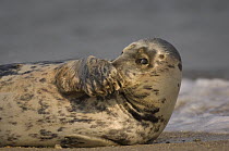 Grey seal (Halichoerus grypus) covering nose with flipper, Helgoland, Germany