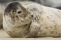 Grey seal (Halichoerus grypus) lying on sand,  Helgoland, Germany