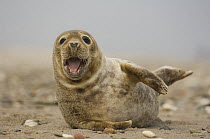 Young grey seal (Halichoerus grypus) lying on sand, Helgoland, Germany
