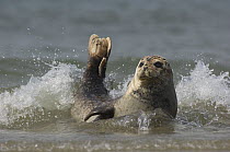 Grey seal (Halichoerus grypus) lying in surf,  Helgoland, Germany