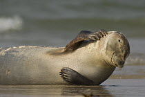 Grey seal (Halichoerus grypus) scratching head,  Helgoland, Germany