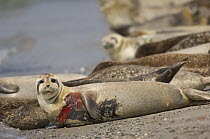Wounded grey seal (Halichoerus grypus) (probably by a propeller), Helgoland, Germany