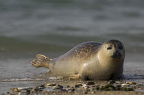 Common seal (Phoca vitulina) on shoreline, Helgoland, Germany