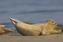 Common seal (Phoca vitulina) lying on beach, Helgoland, Germany