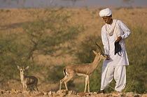 Bishnoi holy man or priest, feeding Chinkara / Indian Gazelle (Gazella bennettii),   Lohawat, Rajasthan, India