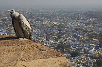 Long-billed vulture (Gyps indicus), on the ramparts of Meherangarh Fort overlooking Jodhpur, Rajasthan, India