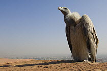 Long-billed Vulture (Gyps indicus) adult on the ramparts of Meherangarh Fort, Jodhpur, Rajasthan, India