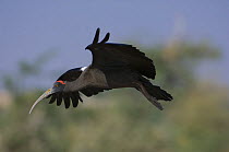 Black Ibis (Pseudibis papillosa) flying, Bikaner, Rajasthan, India
