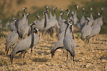 Demoiselle Crane (Grus virgo) group on feeding ground, Khichan, Rajasthan, India