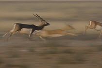 Blackbuck (Antilope cervicapra) male and females running, Rajasthan, India