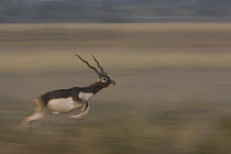 Blackbuck (Antilope cervicapra) male leaping, Rajasthan, India