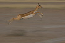 Blackbuck (Antilope cervicapra) female leaping, Rajasthan, India