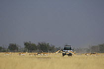 Blackbuck (Antilope cervicapra) herd crossing in front of safari vehicle, Rajasthan, India