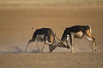 Blackbuck (Antilope cervicapra) two males fighting,  Rajasthan, India