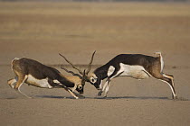 Blackbuck (Antilope cervicapra) two males fighting,  Rajasthan, India