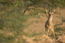 Chinkara / Indian Gazelle (Gazella bennettii) Rajasthan, India