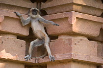 Southern plains grey / Hanuman langur {Semnopithecus dussumieri} on wall of building, Jodhpur, Rajasthan, India