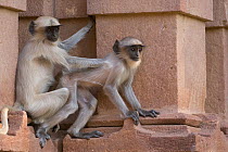 Southern plains grey / Hanuman langur {Semnopithecus dussumieri} pair on building, Jodhpur, Rajasthan, India