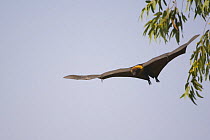 Indian Flying Fox (Pteropus giganticus) flying, Rajasthan, India